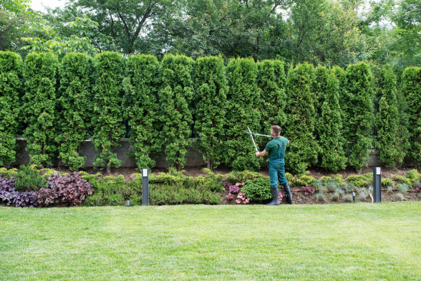 Tree and Shrub Care in Annandale, VA